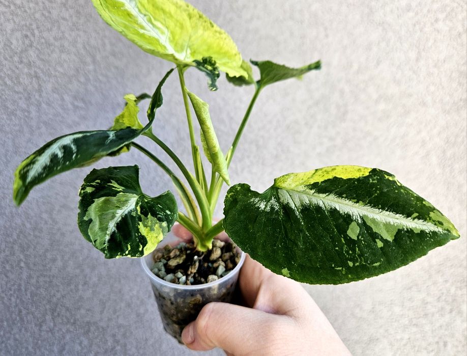 Syngonium scrambled eggs piękne wybarwienie mint w hydroponice