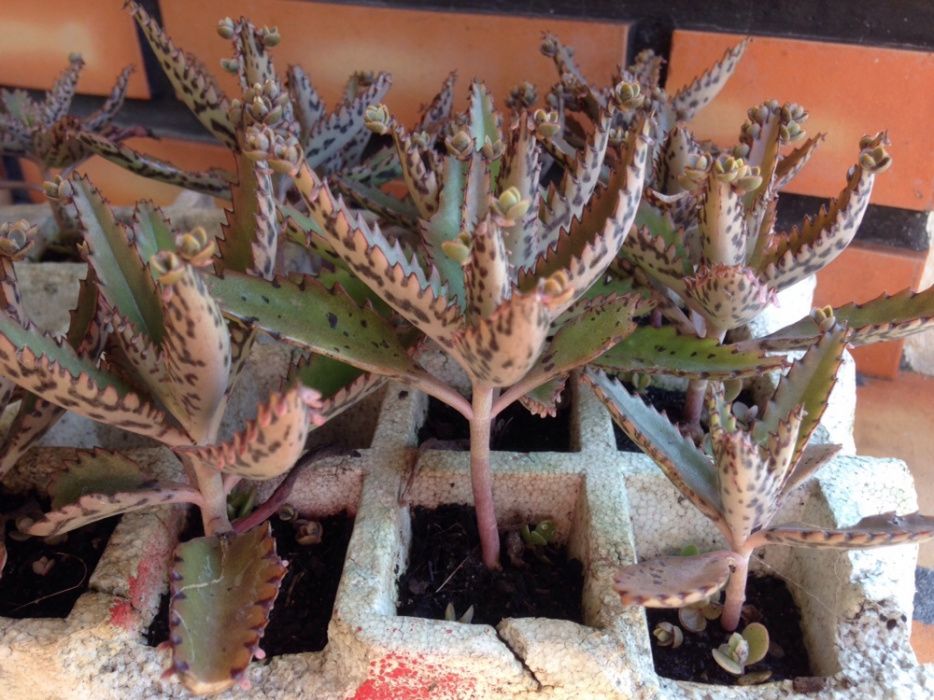 Kalanchoe Daigremontiana