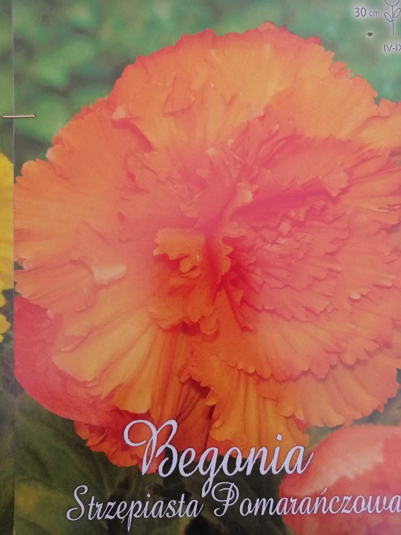 Cebule begonii, bardzo duże i zdrowe, z paszportami fitosanitarnymi