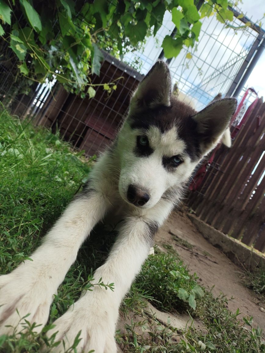 Suczka Siberian husky