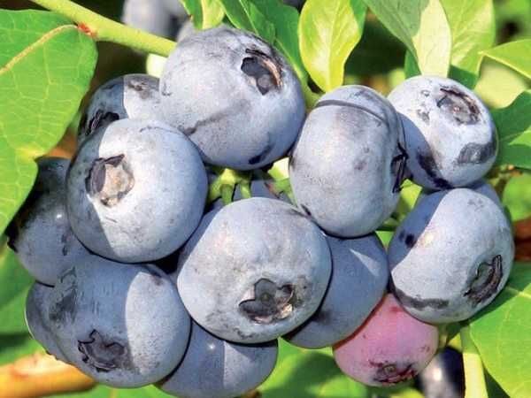 Borówka Amerykańska! Sadzonki 2,5 LETNIE z własnej szkółki! CAC eko