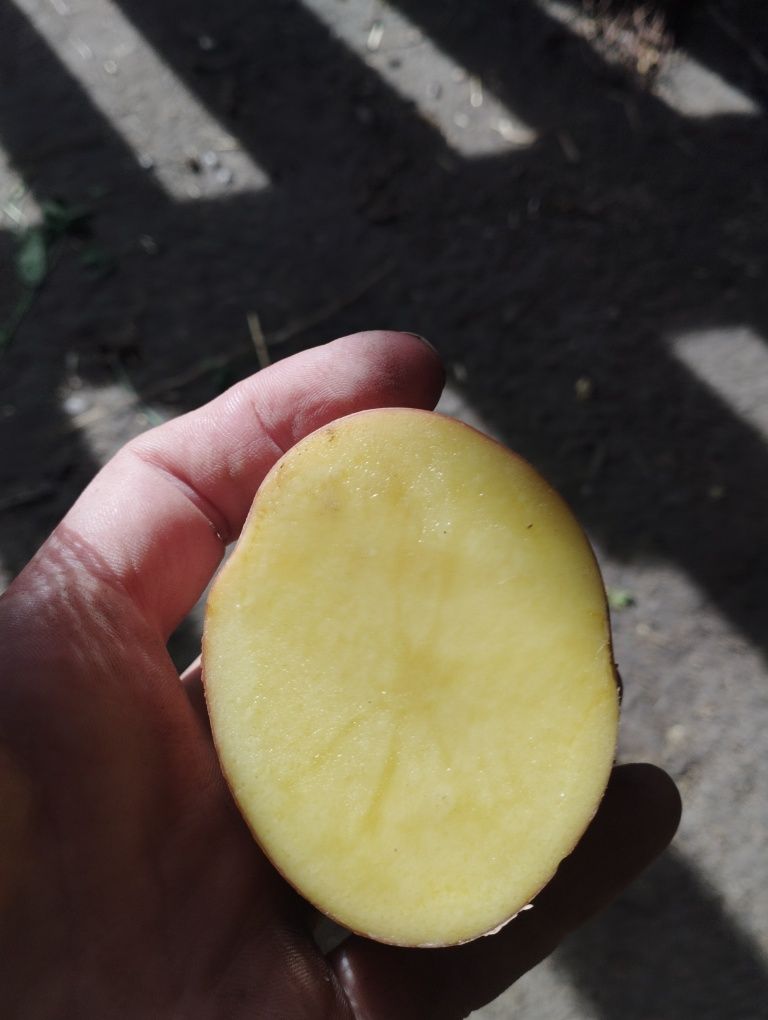 Sprzedam ziemniaki