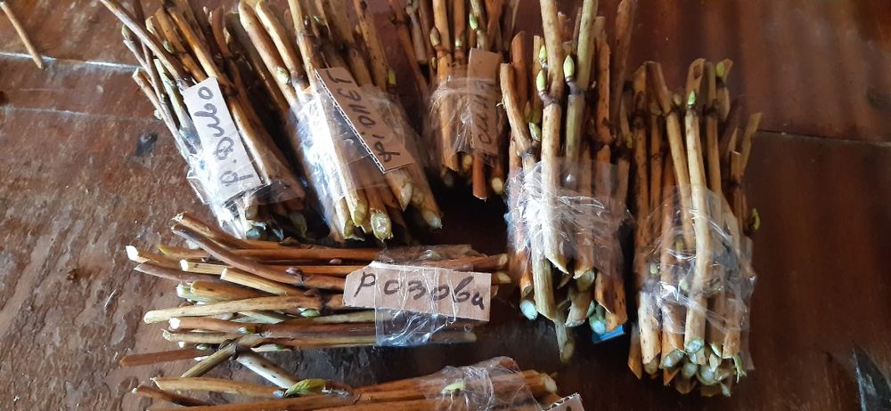 Живці для вкорінення