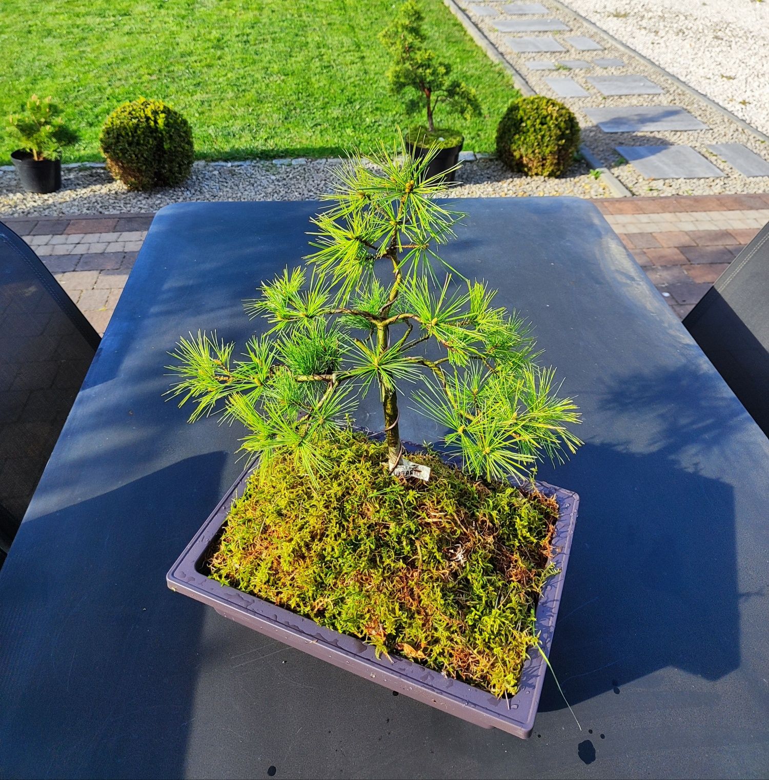Sosna Wejmutka "Ontario" 35 cm materiał na bonsai