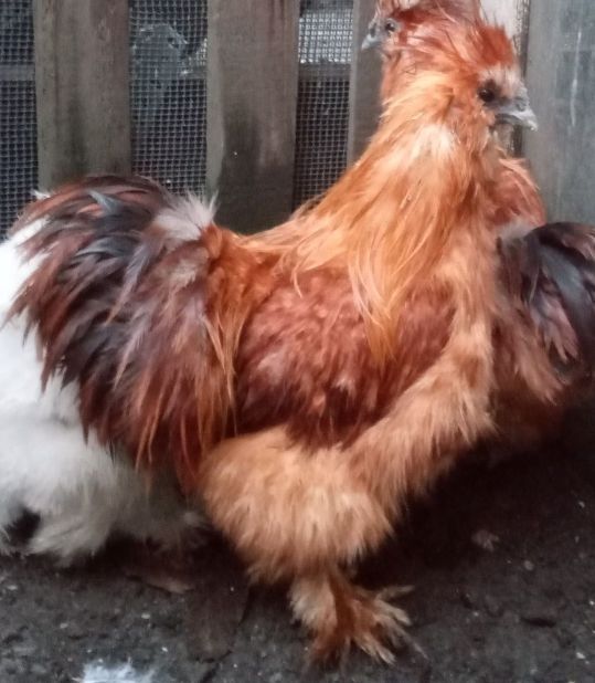 Koguty silki jedwabiste