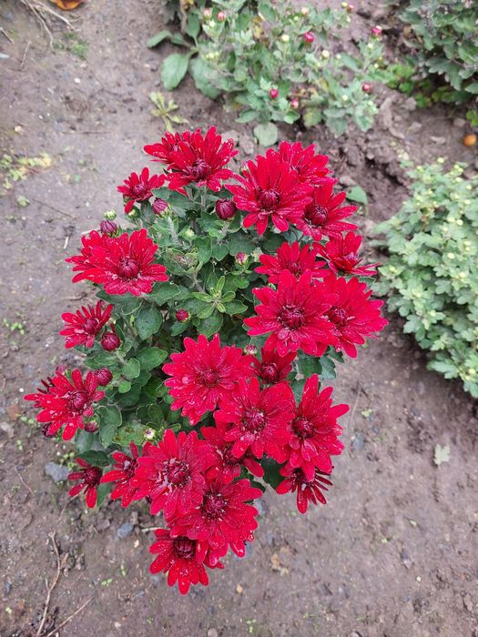 Маточники мультифлора жовта