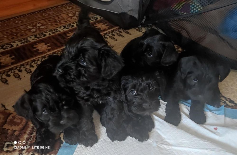 Sznaucer miniaturowy czarny piesej