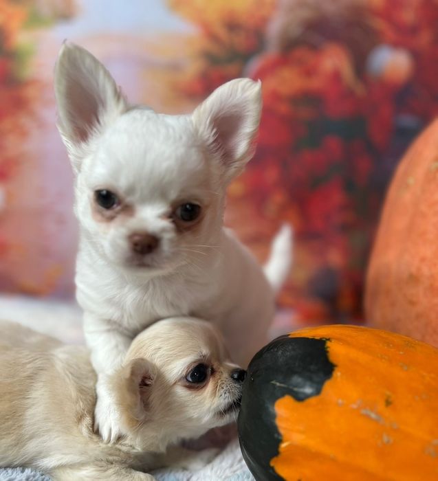 Chilli biały piesek długowłosy Chihuahua szczeniak