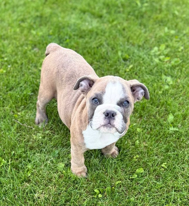 Buldog angielski sunia