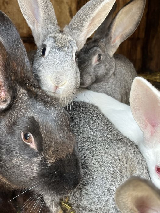 продам мясо молодого кролика