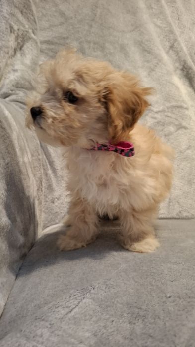 Maltipoo śliczna sunia