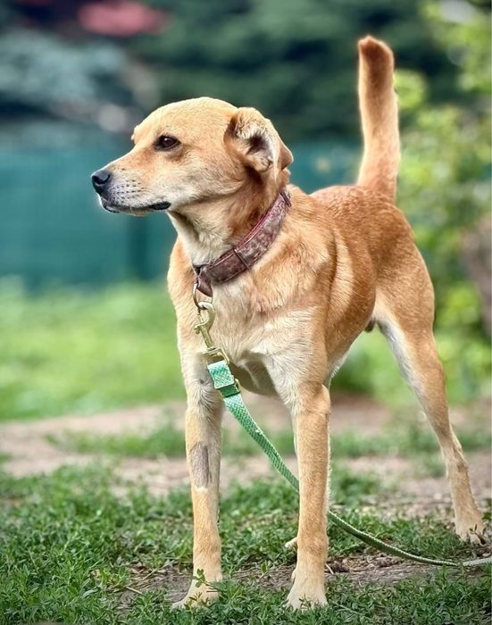 Piesek do adopcji