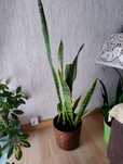 Sansevieria kwiat doniczkowy