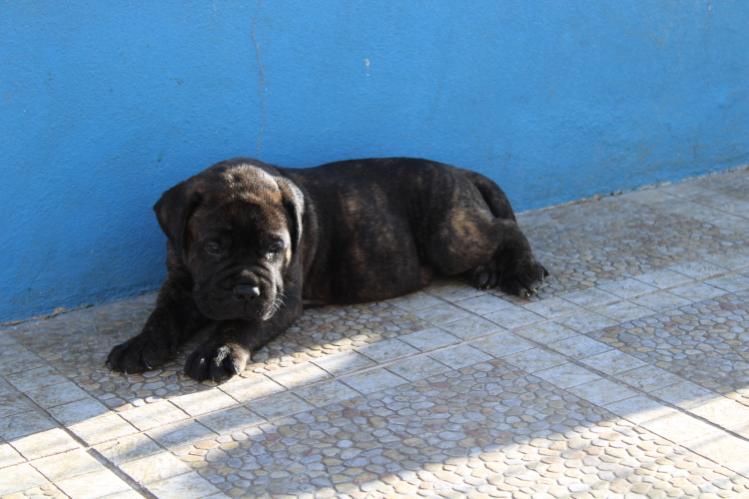 Casabullangels Criação & Seleçao da Raça Bullmastiff