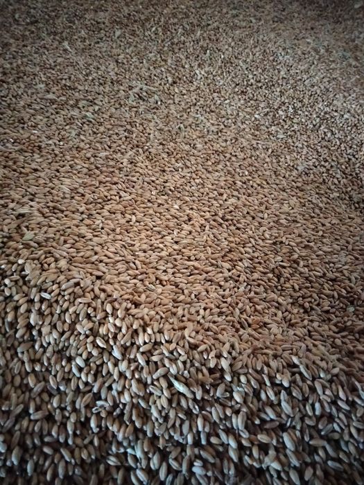 Pszenżyto ozime. Pszenica