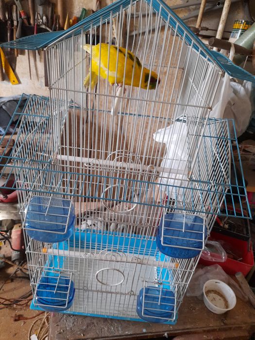 Gaiola grande como nova +lindíssima ave.