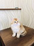 Британські кошенята/Британские котята. Золотая шиншилла.
