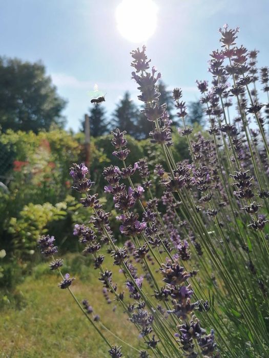 Lawenda wąskolistna mrozoodporna Hidcote blue P9