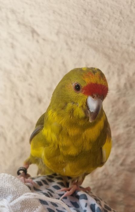 Troco por fêmea de Caturra
