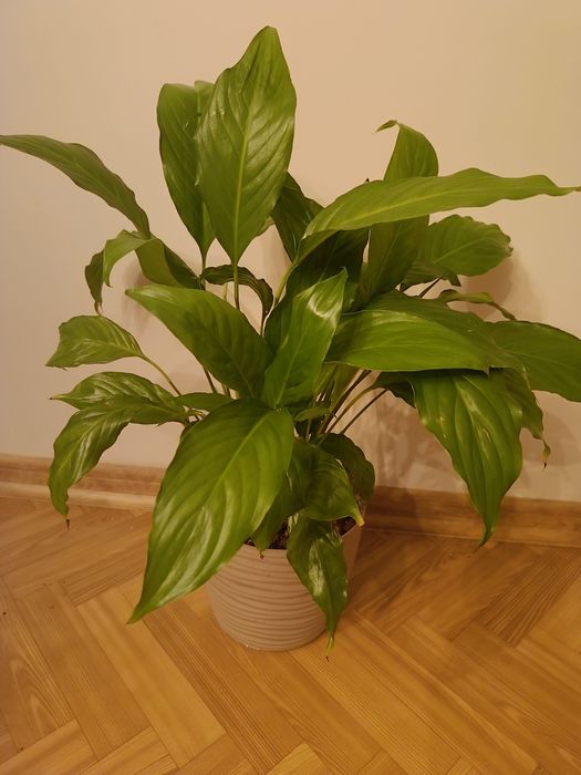 Skrzydłokwiat kwiatek doniczkowy