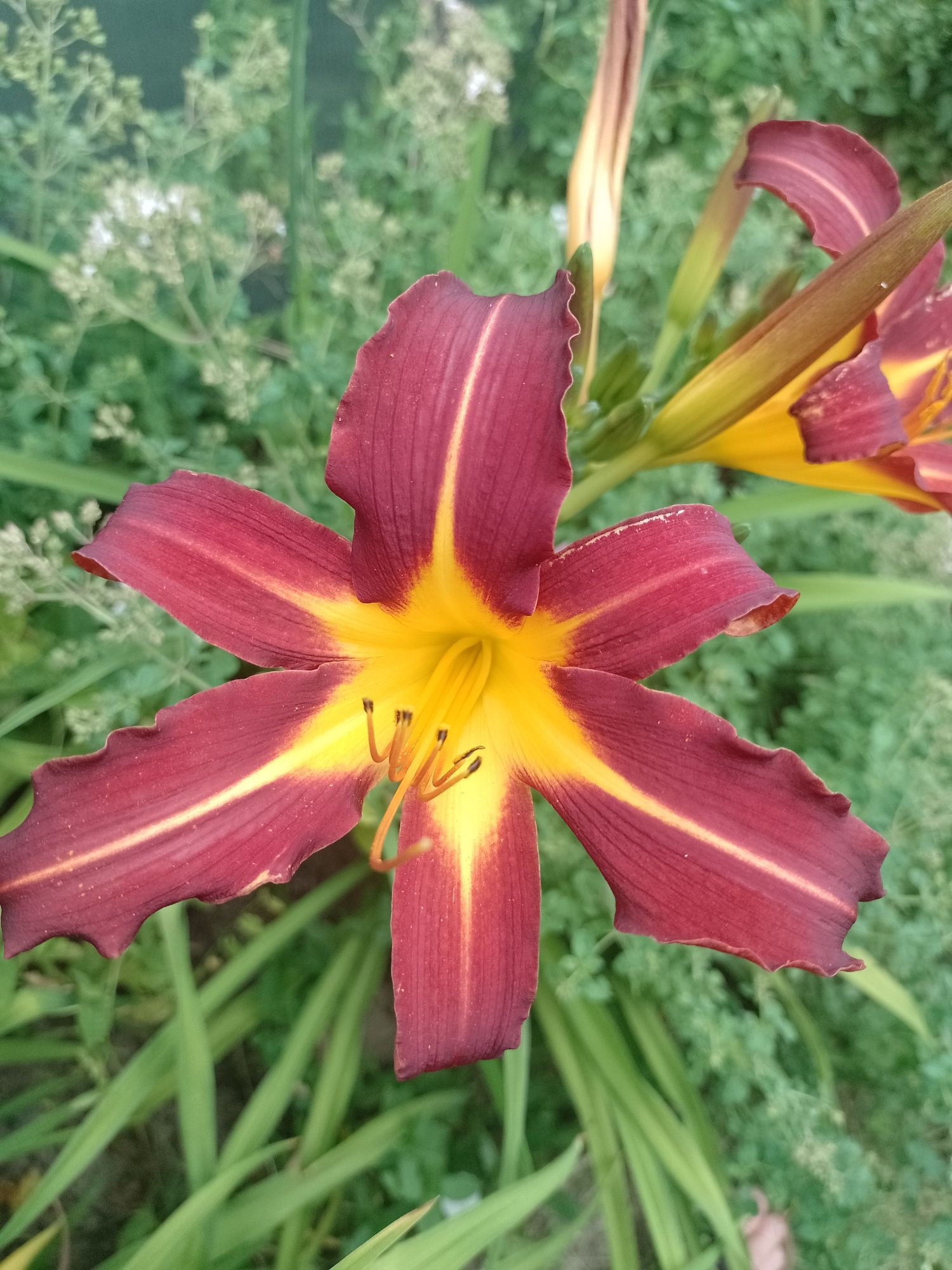 Liliowiec czerwony w doniczce p9