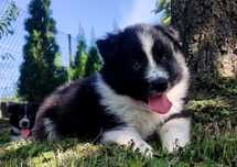 BORDER COLLIE z Hodowli - Rasowy pies z pełną dok. przebadani rodzice