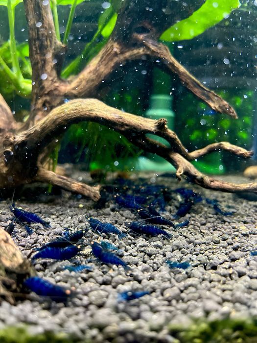 Krewetki Royal Tiger OE Caridina Niebieskie