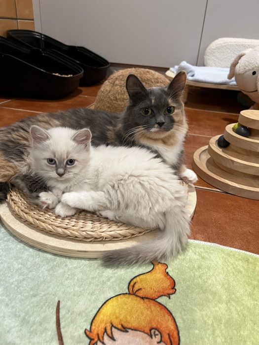 Kot Rasy Munchkin Krótkołapy - Carska Maskotka*PL