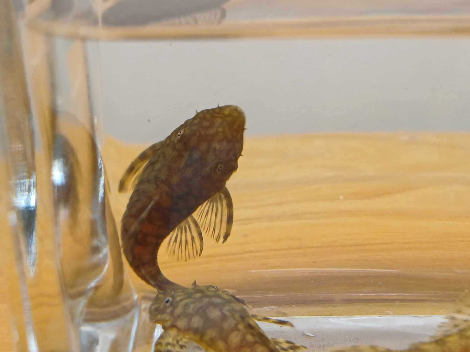 Zbrojnik Ancistrus sp. Rio Paraguay