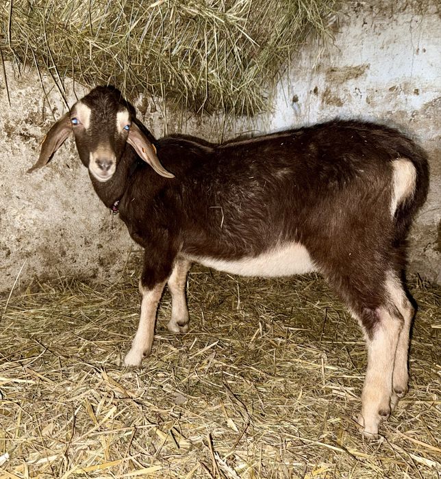 Koziołek anglonubijski/ toggenburg