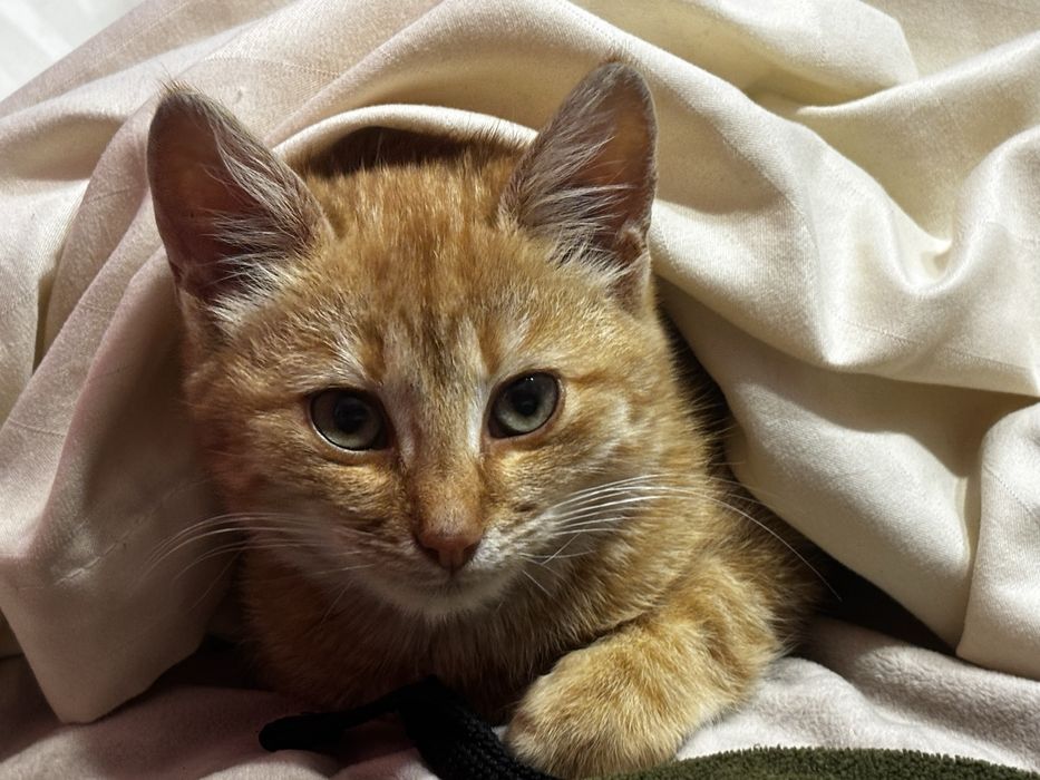 Віддам в добрі руки котика