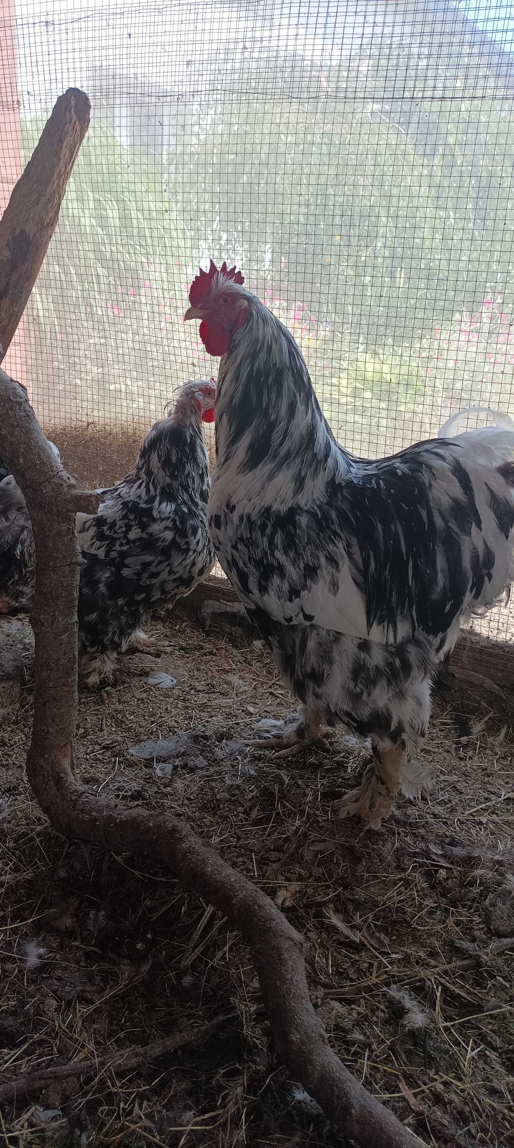 Kochin olbrzymi różne kolory