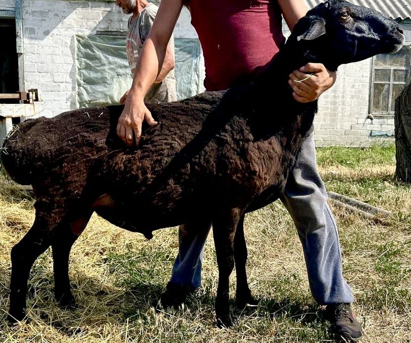 Продам своего барана на племя