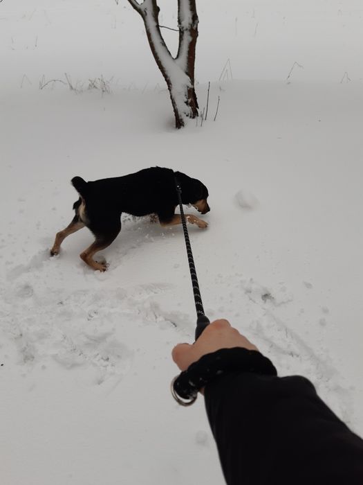 Młody pogodny psiak Batman szuka domu