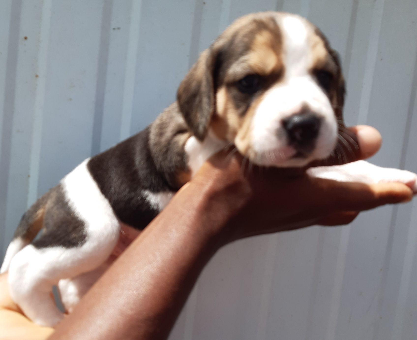 Fantástico Macho Beagle