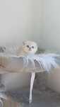 Fêmea scottish Fold
