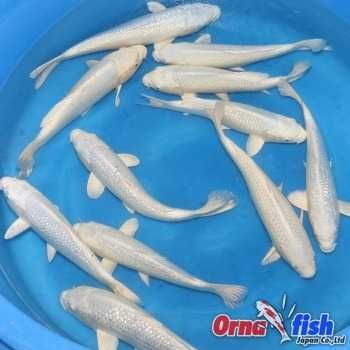 Rybki do oczka Japonskie Karpie koi import