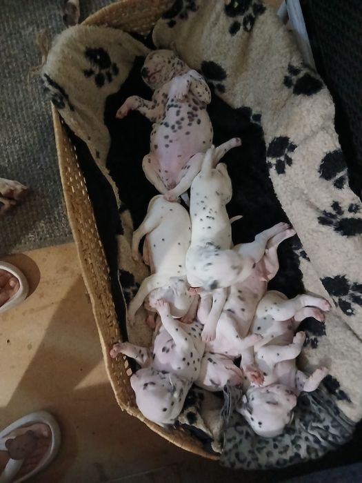 Цуценята далматина