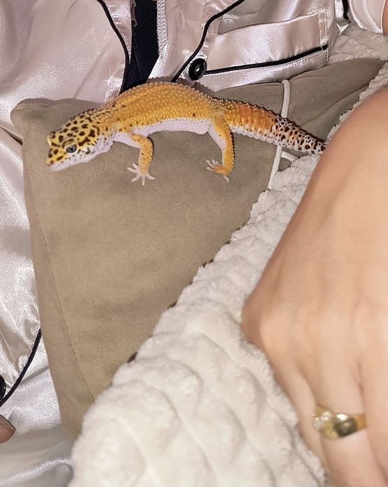 Gekony pustynne samice z terrarium.100x40x40 + gratisy