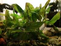 Okazja , 3 w cenie 2 , Kryptokoryna , cryptocoryne pontederiifolia