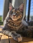 PILNE Kocięta Maine Coon - Niebieska Szylkretka Poly INDIANA FPL