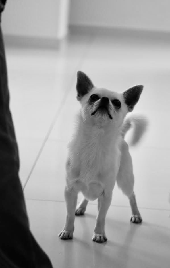 Chihuahua reproduktor biały