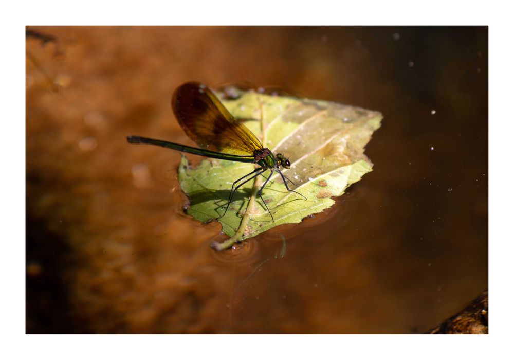 Poster fotográfico 50 x 70, Superfície: papel fotográfico brilhante.