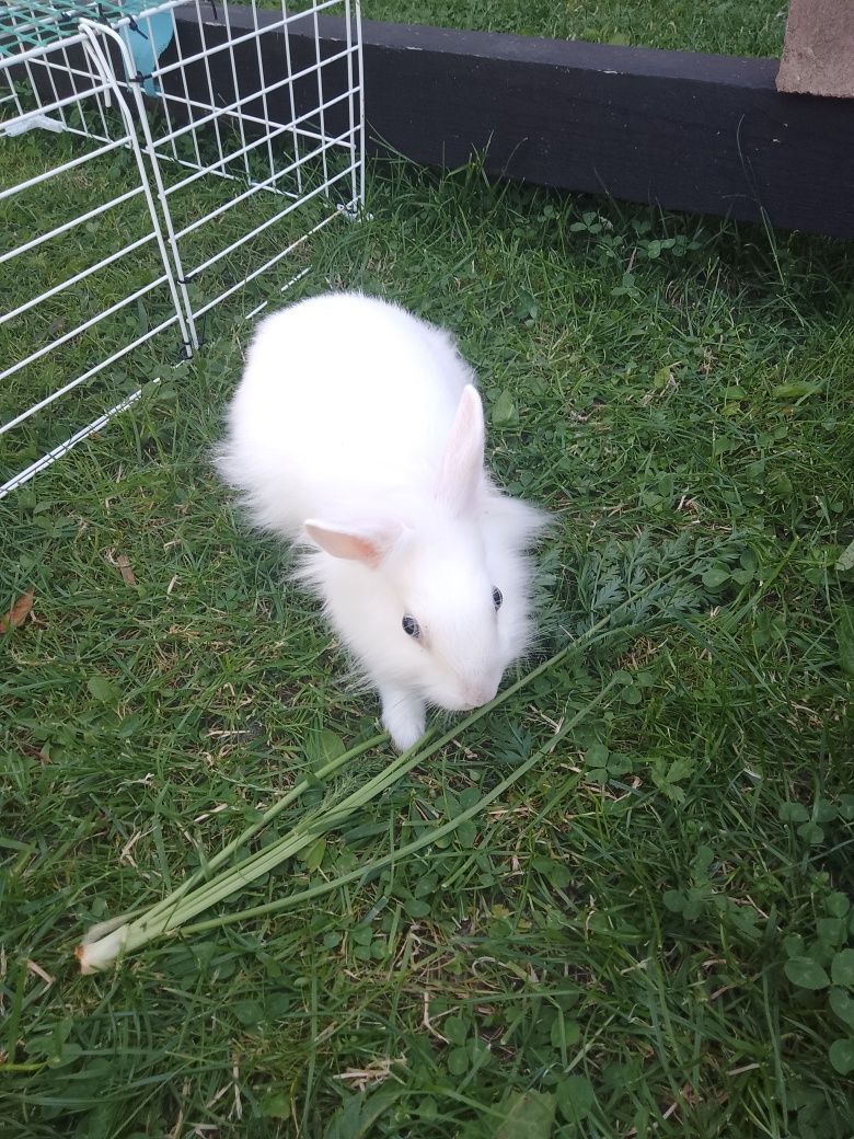 Królik miniaturka