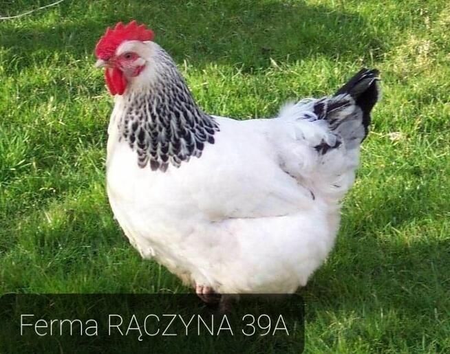 Młode nioski kokoszki kury kaczki perliczki gęsi