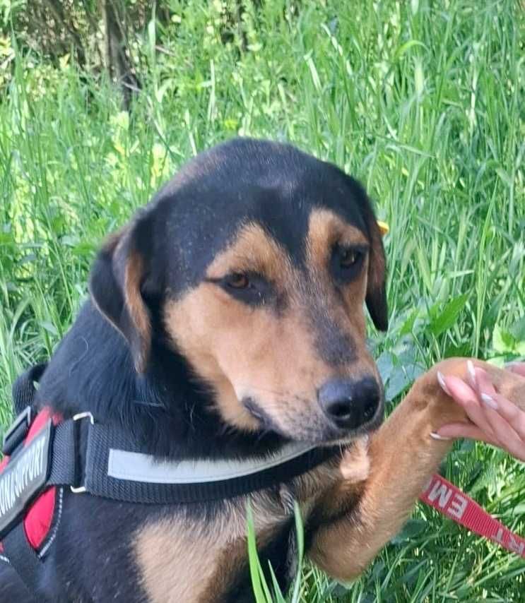 RAJA 11 mies, subtelna,  nieśmiała sunia do adopcji