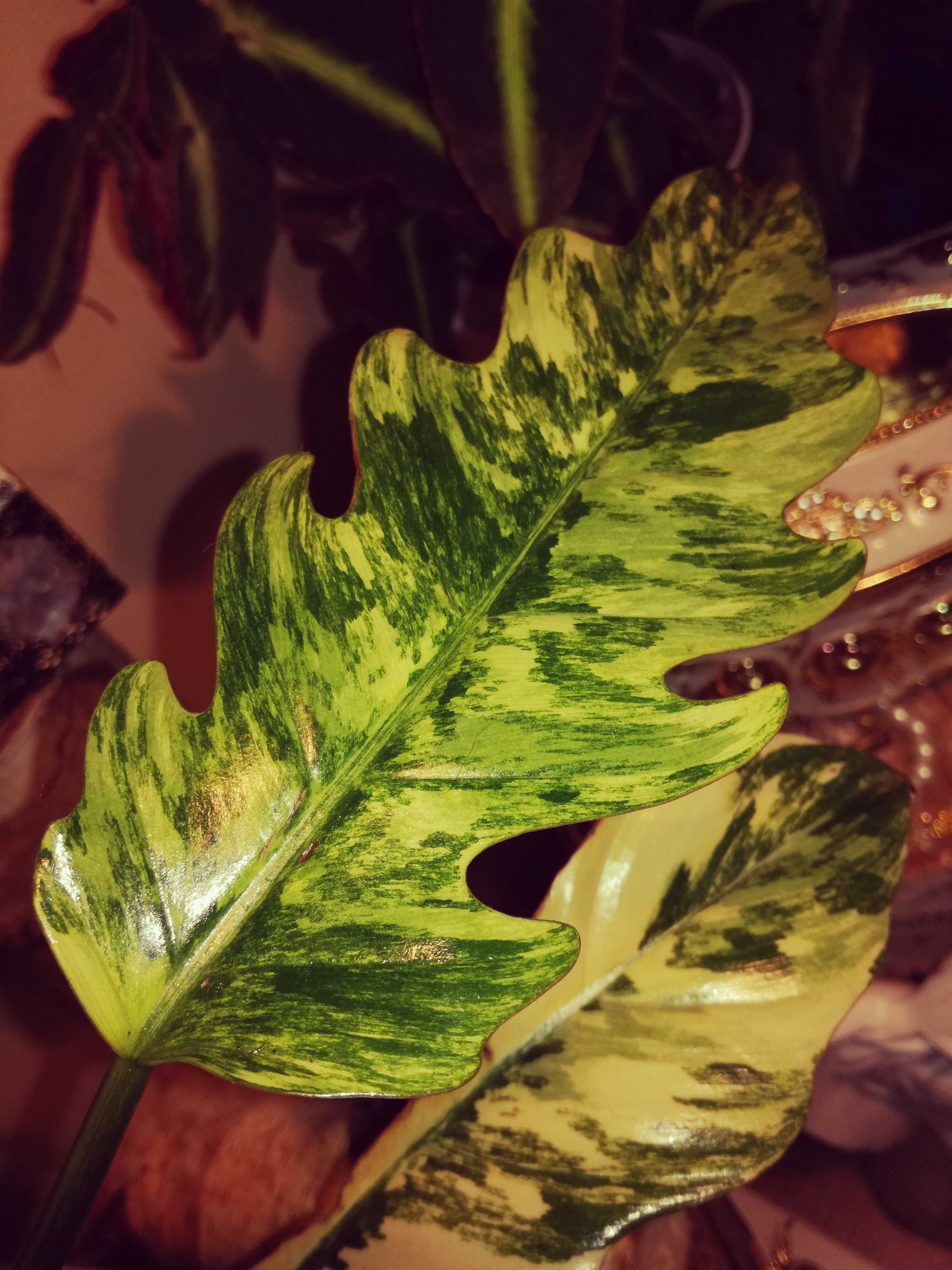 Philodendron Caramel Marble Variegata Gold carmel kolekcja Filodendron
