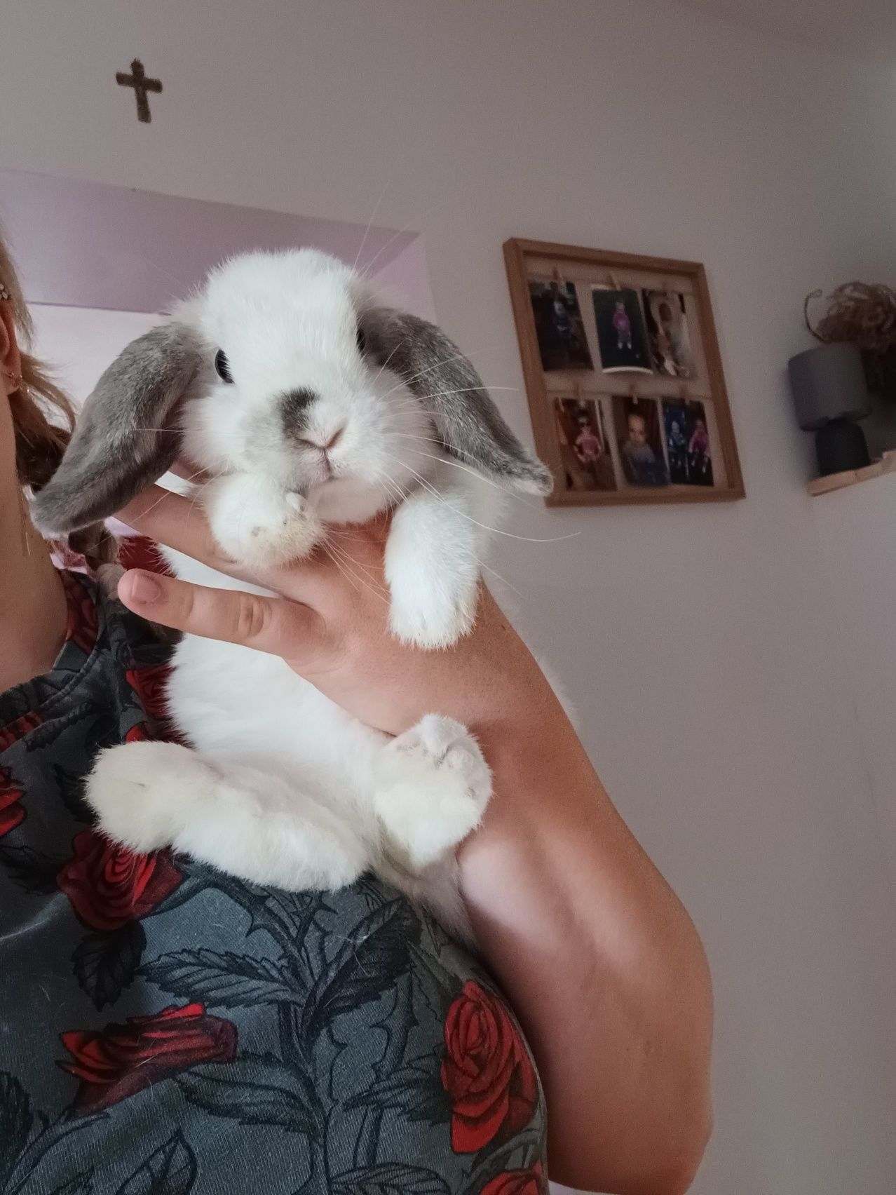 Mini lop z metryką