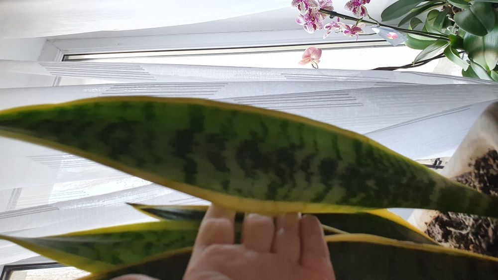 Продам сансевієрію