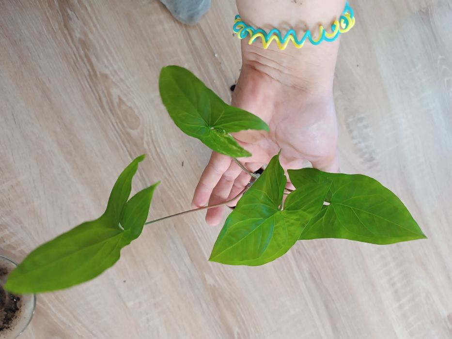 Syngonium variegata( w regresie)